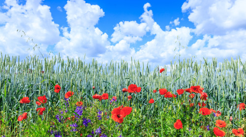 Green,Wheat,In,The,Field.,Blue,Sky,With,Cumulus,Clouds.
