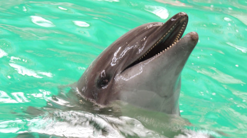 Dolphin,Show,At,Constanta,Dolphinarium,,Romania.