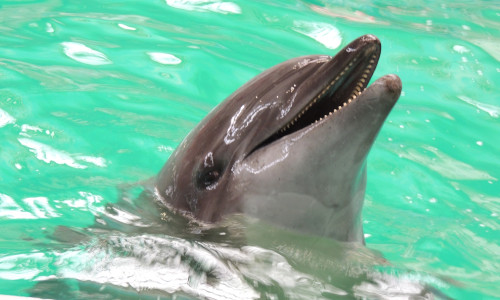 Dolphin,Show,At,Constanta,Dolphinarium,,Romania.