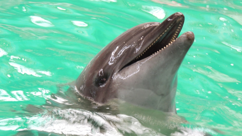 Dolphin,Show,At,Constanta,Dolphinarium,,Romania.