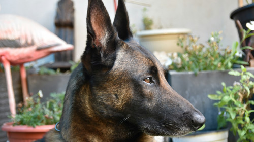 Câine rasa Malinois / Unsplash