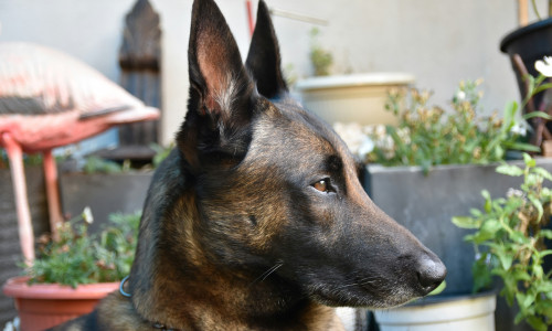 Câine rasa Malinois / Unsplash