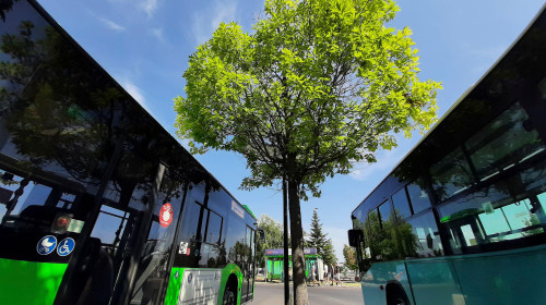 Bucharest, Romania - August 29, 2022: A green tree between two public transport buses. This image is for editorial use only.