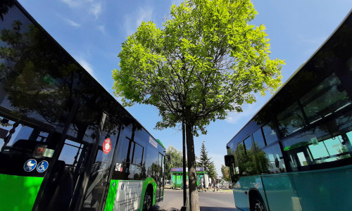 Bucharest, Romania - August 29, 2022: A green tree between two public transport buses. This image is for editorial use only.