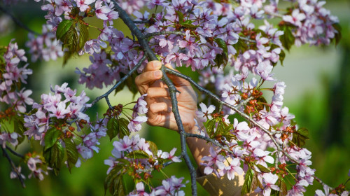 Blooming Cherry Trees In Yuzhno-Sakhalinsk, Russia