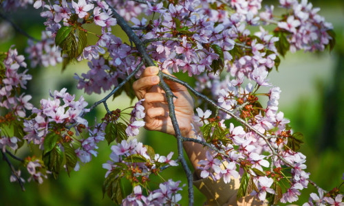 Blooming Cherry Trees In Yuzhno-Sakhalinsk, Russia