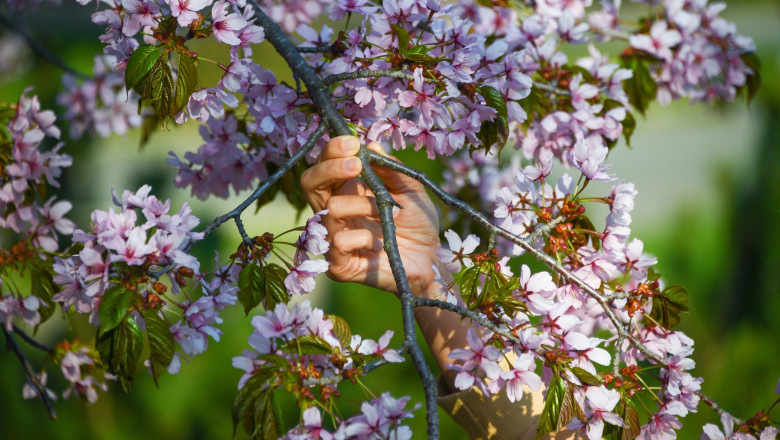 Blooming Cherry Trees In Yuzhno-Sakhalinsk, Russia