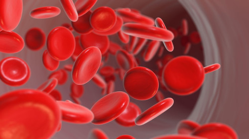 Red blood cells flowing in blood vessels