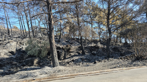 Huge swathe of holiday island turned to ashes by ‘intentional’ wildfires
