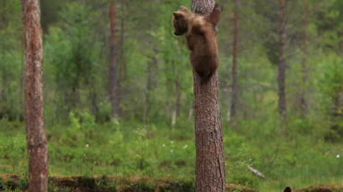 MAMMA BEAR INSTRUCTS CUBS HOW TO CLIMB A TREE WITH A HELPING PAW