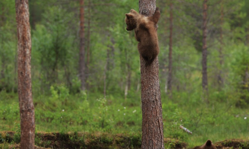 MAMMA BEAR INSTRUCTS CUBS HOW TO CLIMB A TREE WITH A HELPING PAW