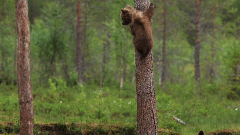 MAMMA BEAR INSTRUCTS CUBS HOW TO CLIMB A TREE WITH A HELPING PAW