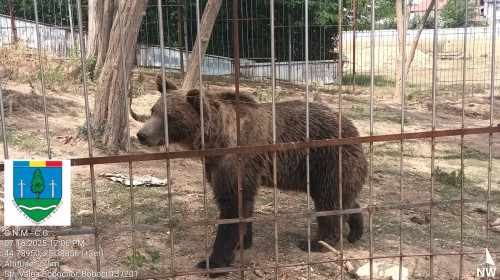 urs zoo ilegala dambovita
