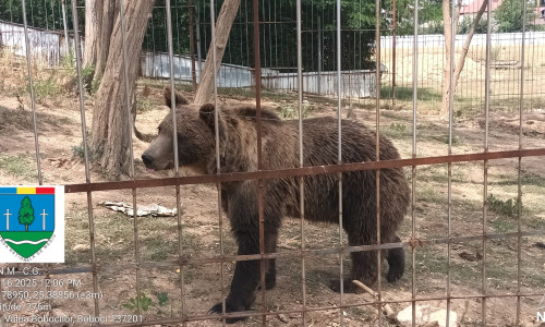 urs zoo ilegala dambovita