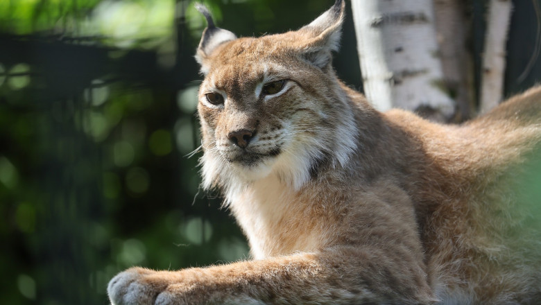 râs