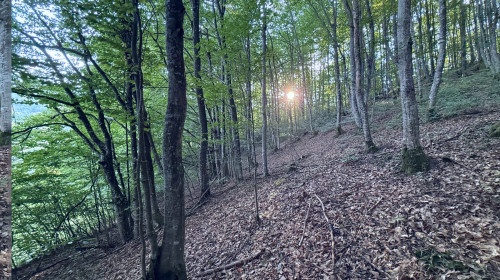 Fagus sylvatica, the European beech or common beech forest in sunset
