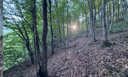 Fagus sylvatica, the European beech or common beech forest in sunset
