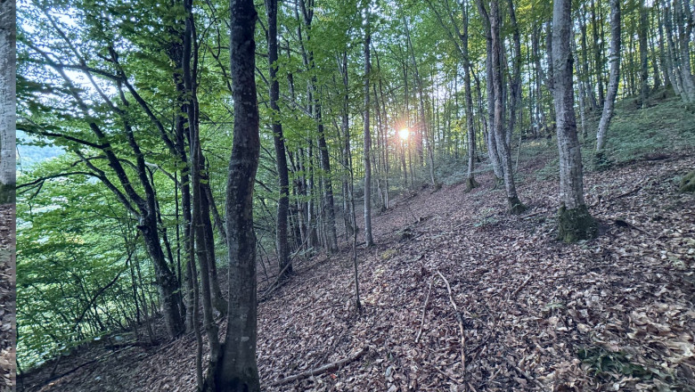 Fagus sylvatica, the European beech or common beech forest in sunset