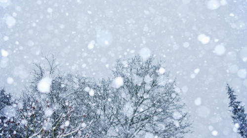Snow covered trees