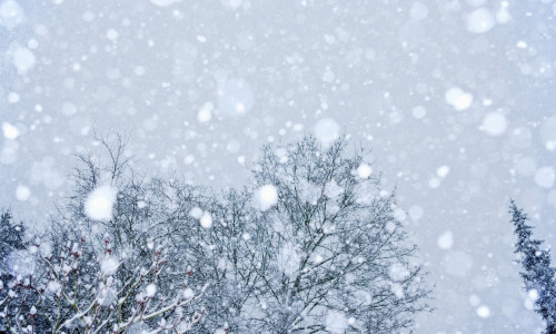 Snow covered trees