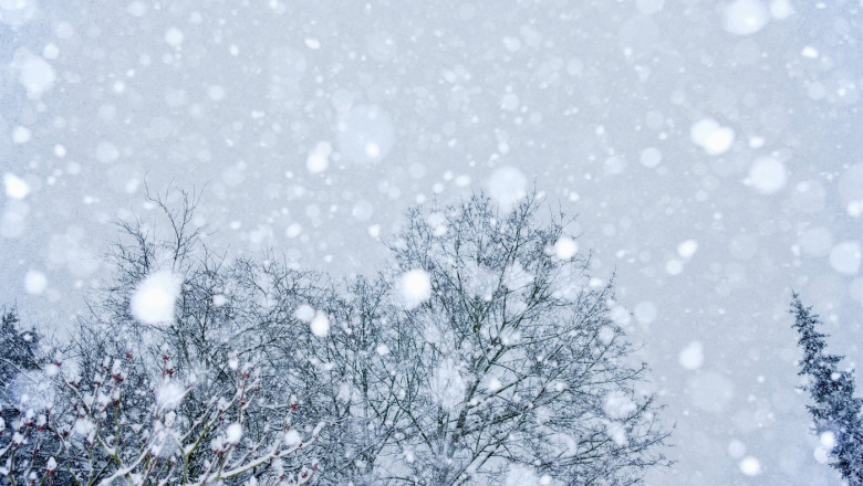 Snow covered trees
