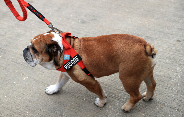 File photo dated 09/07/23 of Roscoe, Lewis Hamilton's dog. Lewis Hamilton has withdrawn from a Formula One tyre test after he revealed his pet dog was in a coma. Issue date: Friday September 26, 2025.