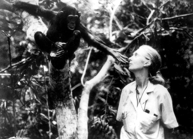 Jane Goodall