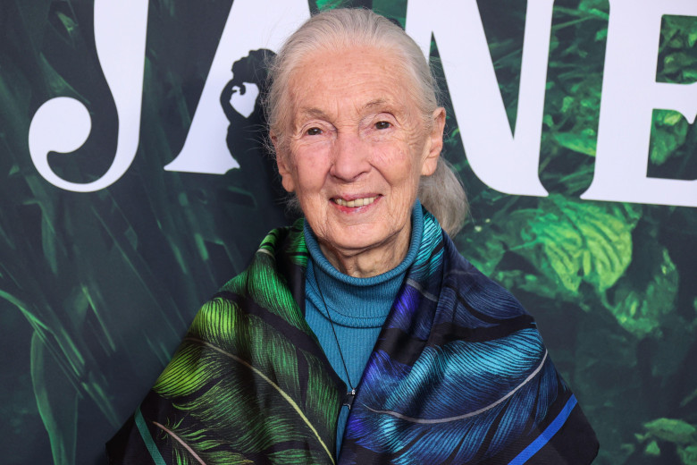 (FILE) Jane Goodall Dead At 91. Jane Goodall, the famed primatologist, anthropologist and conservationist, has died on Wednesday, October 1, 2025 according to the institute she founded. LOS ANGELES, CALIFORNIA, USA - APRIL 14: English zoologist, primatolo