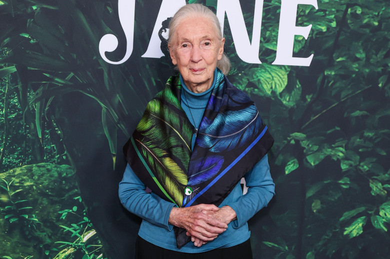 (FILE) Jane Goodall Dead At 91. Jane Goodall, the famed primatologist, anthropologist and conservationist, has died on Wednesday, October 1, 2025 according to the institute she founded. LOS ANGELES, CALIFORNIA, USA - APRIL 14: English zoologist, primatolo