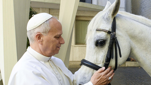 Pope Leo XIV Receives Purebred Arabian White Horse As A Gift - Vatican
