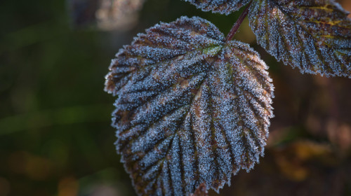 GROUND FROST