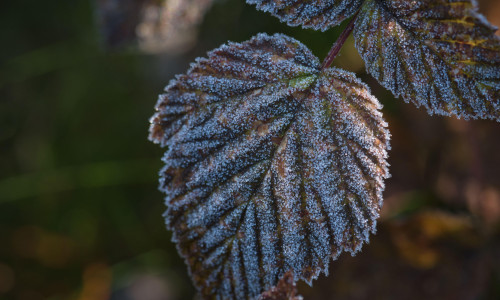 GROUND FROST