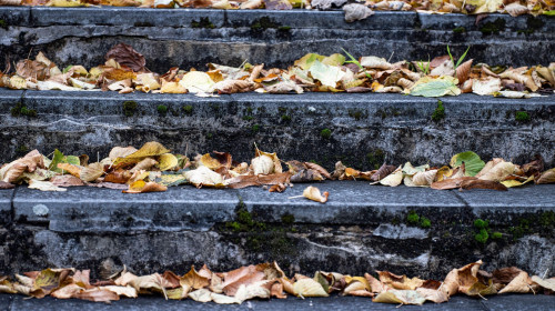 frunze cazute, toamna