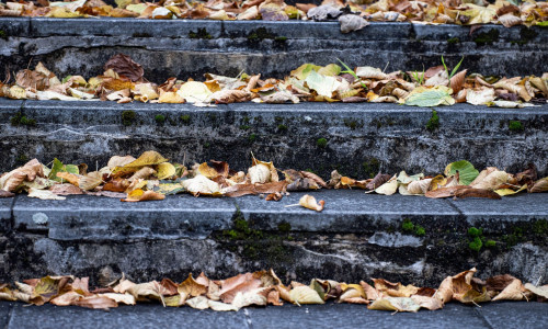 frunze cazute, toamna