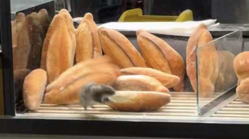 Un șobolan a fost filmat alergând printre pâinile proaspete/ Foto: Captură video