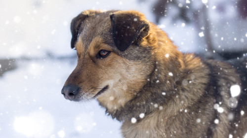 Primăria Braşov renunţă la artificii în noaptea de Revelion pentru a proteja animalele de compani/ Freepik