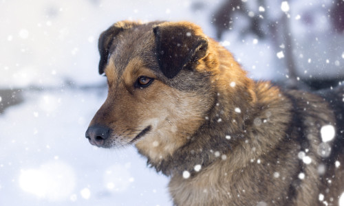 Primăria Braşov renunţă la artificii în noaptea de Revelion pentru a proteja animalele de compani/ Freepik