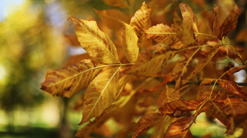 Autumn leaves on a tree