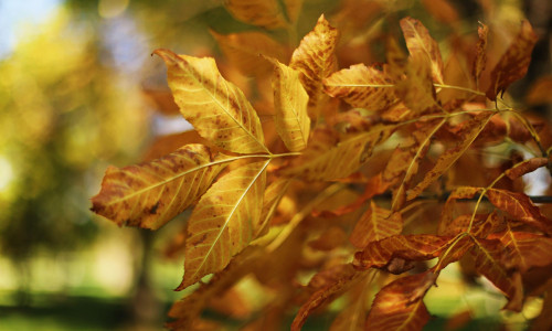 Autumn leaves on a tree