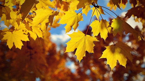 Beautiful autumn background. Colorful leaves on trees in fall time. Concept for nature and landscape.