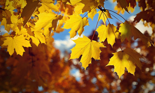 Beautiful autumn background. Colorful leaves on trees in fall time. Concept for nature and landscape.