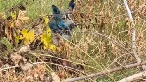 (SpotNews)MEXICO SONORA HERMOSILLO EXPLOSION