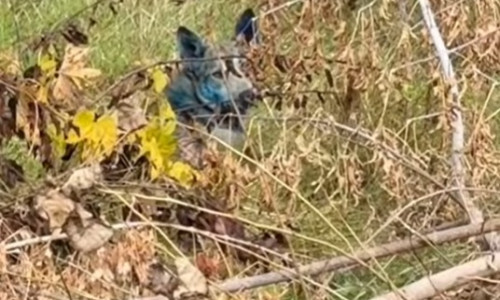 (SpotNews)MEXICO SONORA HERMOSILLO EXPLOSION