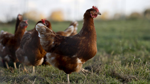 Hühner in Freilandhaltung