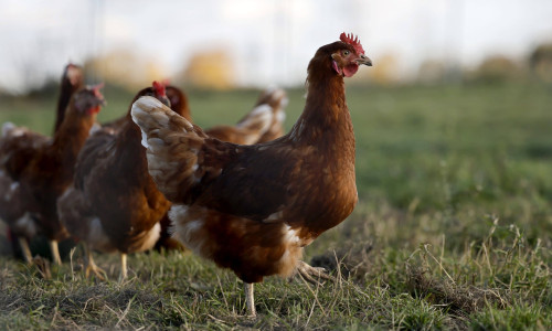 Hühner in Freilandhaltung
