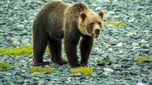 Urs grizzly / Profimedia