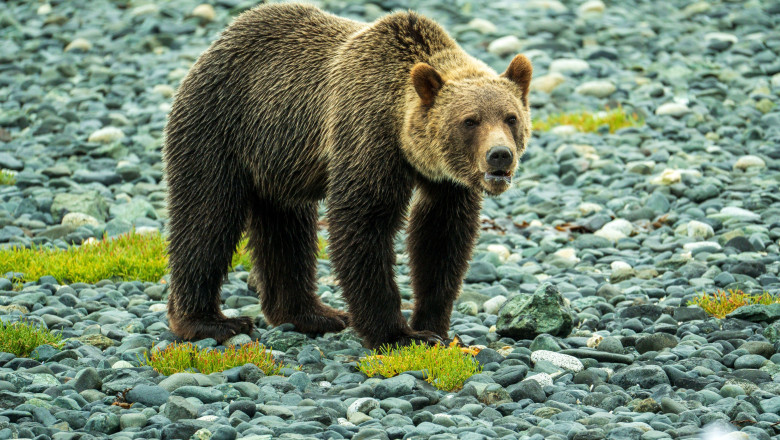 Urs grizzly / Profimedia