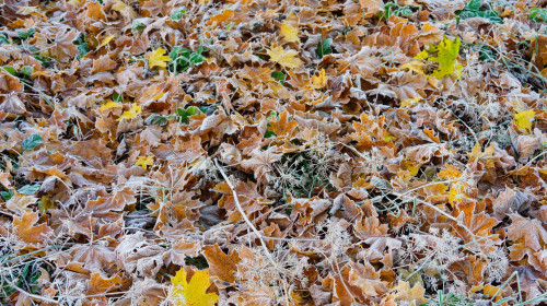 Frozen meadow after a cold night in the end of October.