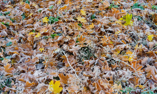 Frozen meadow after a cold night in the end of October.