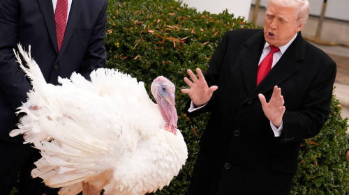 US President Donald Trump and first lady Melania Trump participate in the Thanksgiving Turkey Pardoning of Gobble and Waddle in the Rose Garden at the White House in Washington on November 25, 2025. Photo by Yuri Gripas/ABACAPRESS.COM
